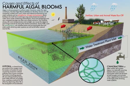 An illustration showing how wastewater can cause algal blooms and the effects of algal blooms. The title of the illustration is "Causes and Effects of Harmful Algal Blooms." Underneath the title is a paragraph that reads "Algae is always present in surface water. However, under the right conditions, Harmful Algal Blooms (HABs) can develop. Excess run-off caused by rainfall over rural, urban and natural environments can wash nutrients such as phosphorus, nitrogen and potassium (from fertilizers for both lawn and large crop production) into bodies of water. From waste containing animal feces, shore bird droppings and raw untreated sewage can also carry these nutrients. The nutrients, along with warm temperatures and sunlight, can cause the algae to grow large and dense along the shallow shorelines. Some HABs, such as cyanobacteria, can release toxins such as microcystin that can enter public drinking water systems as well as kill other natural marine life." In the illustration, there is an arrow pointing to the algae bloom. From that arrow is a circle with a close-up of cyanobacteria. Next to the circle is a description that reads "Cyanobacteria or often called, blue-green algae, is a naturally occuring bacteria that can produce microcystin which can be toxic to both people and animals when ingested from the source or through public drinking water systems. On the left side of the illustration is a description that reads "Hypoxia, or Dead Zones, the areas of low oxygen near the bottom of bodies of water caused by excessive nutrient pollution from human activities. The bottom dwelling aquatic life are extinguished by toxins from HABs, and lack of sunlight, thus, creating a cyclical kill-off effect by depriving otherl ife in the ecosystem of nourishment."