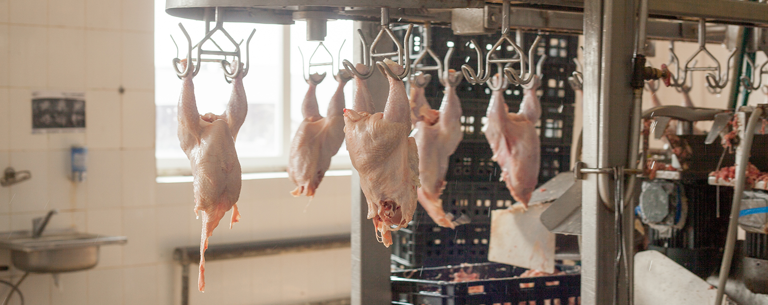 Poultry Processing