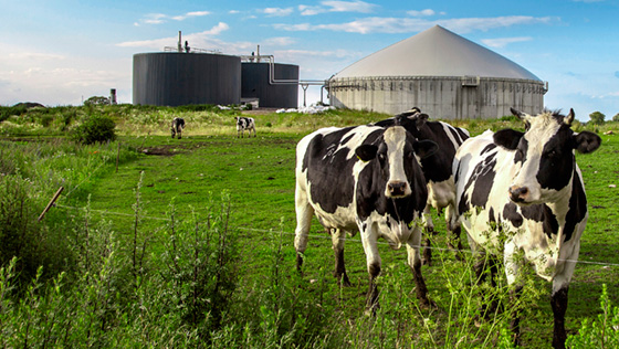 Cows digesters