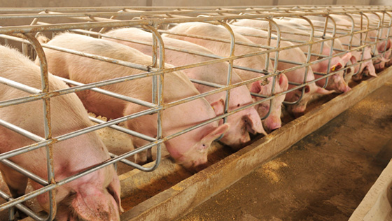 Agricultural Waste, pigs