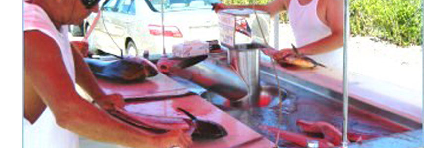 Stainless Steel Fish Cleaning Station JWC Environmental
