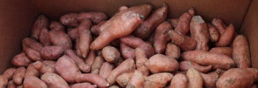 Sweet Potato Food Waste