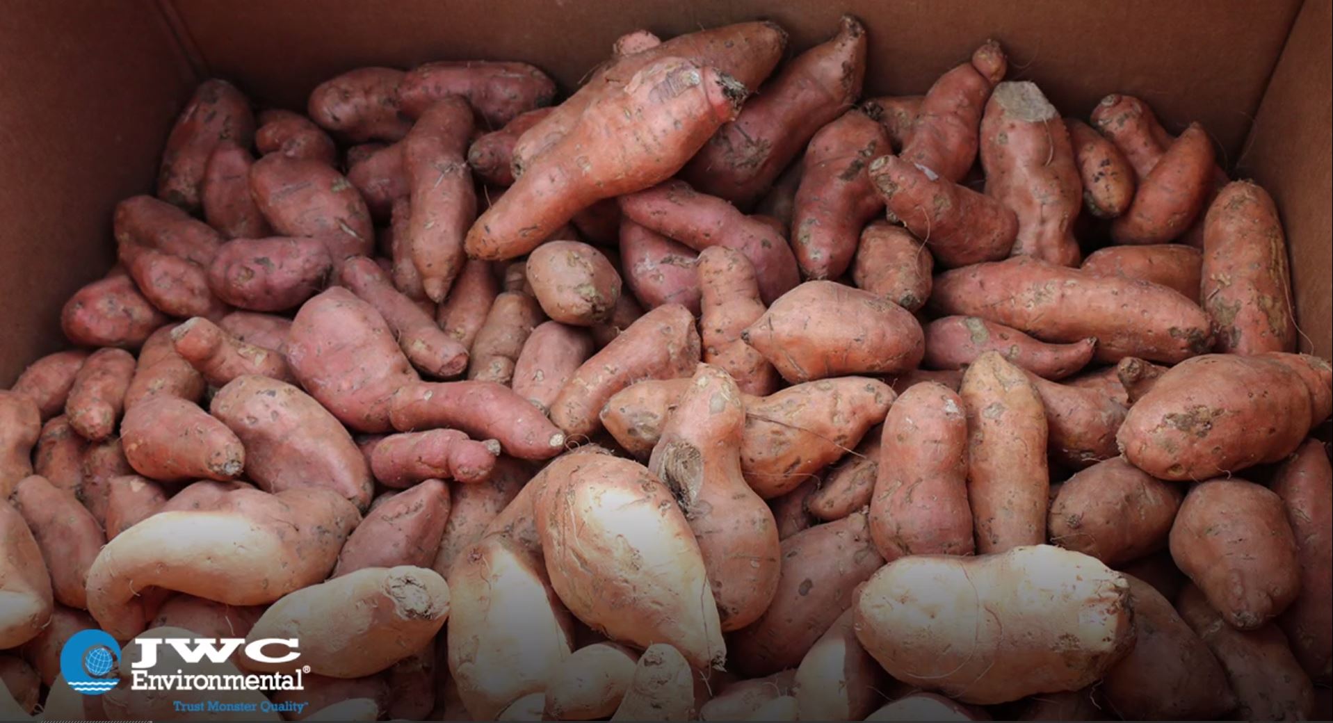 Sweet Potato Food Waste