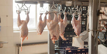 Poultry Processing