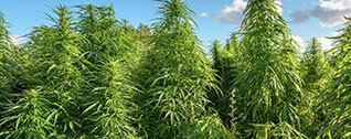 Hemp Oil Extraction