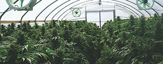 Marijuana Plant Waste