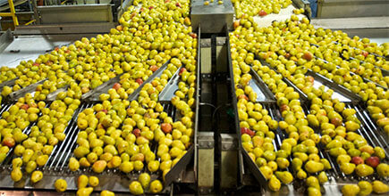 Fruit & Vegetable Processing