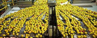 Fruit and Vegetable Processing